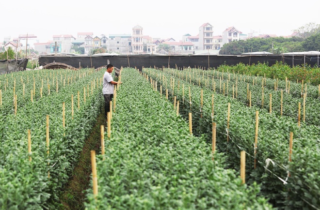 Làng hoa Hà Nội vào mùa Tết